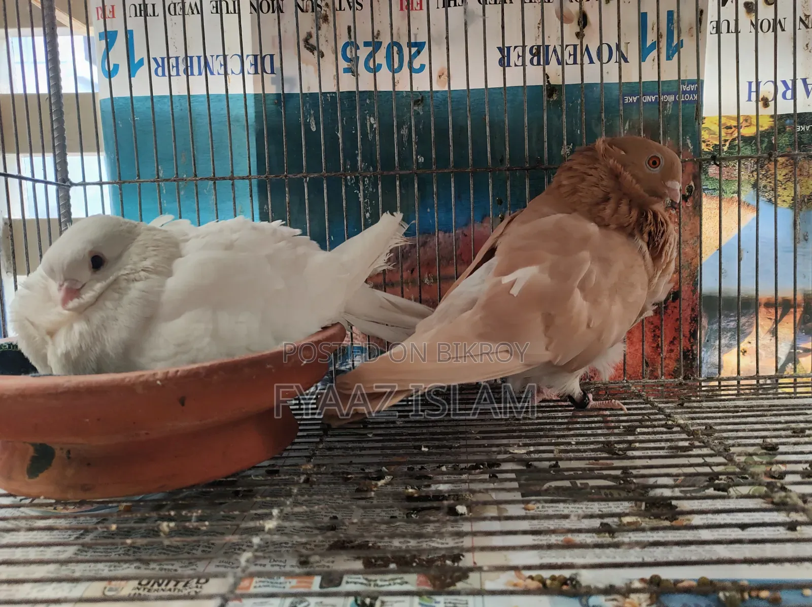 Chinese Fancy Owl Pigeon (Master Pair)