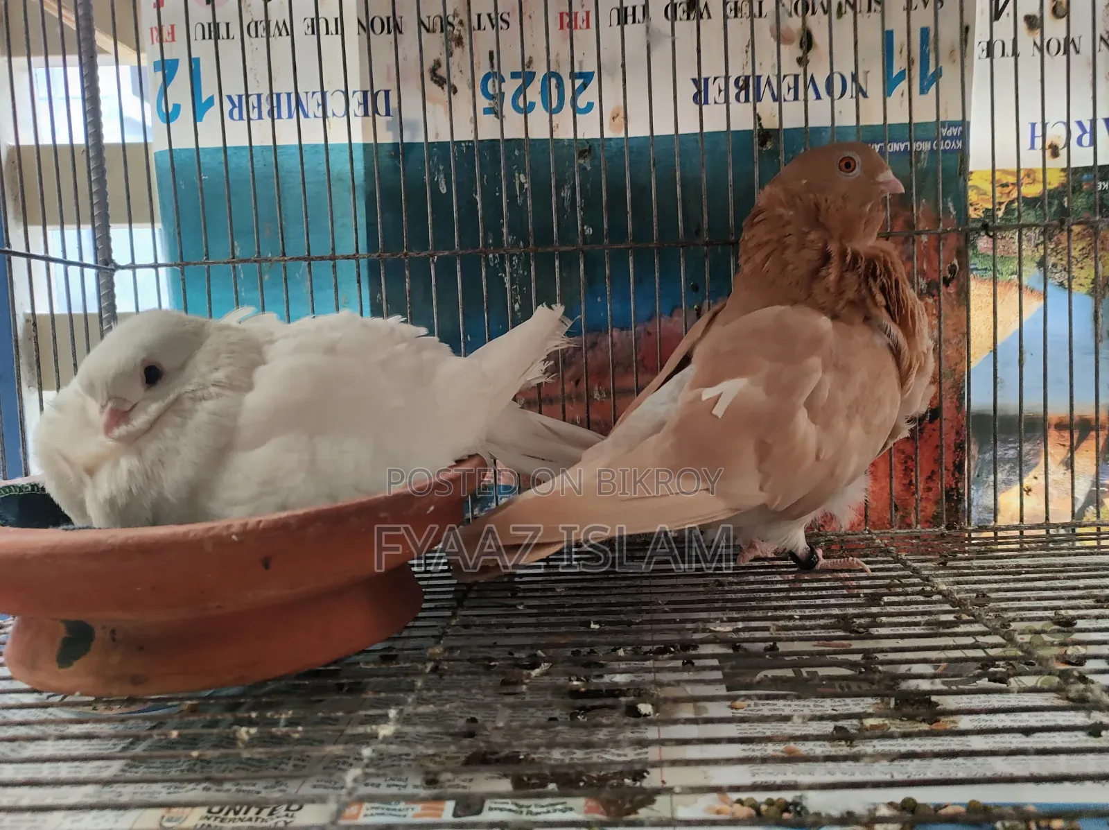 Chinese Fancy Owl Pigeon (Master Pair)