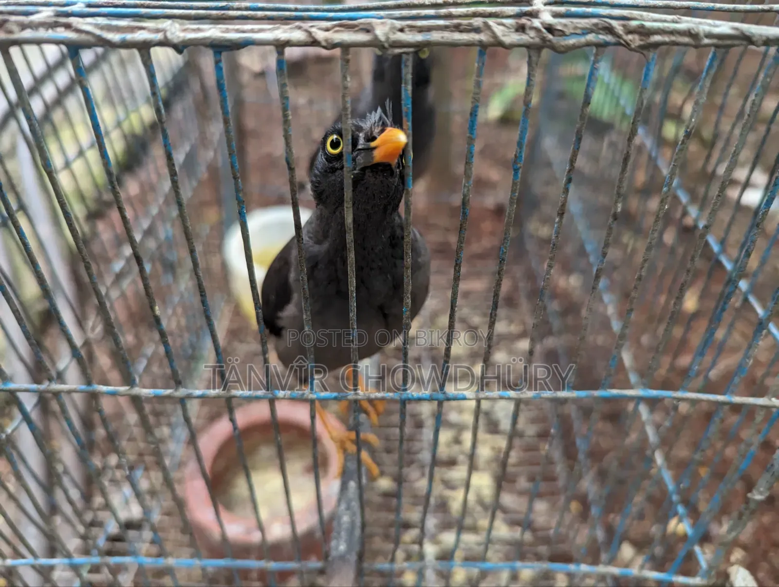Javan Myna