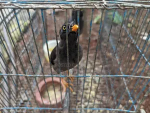 Javan Myna