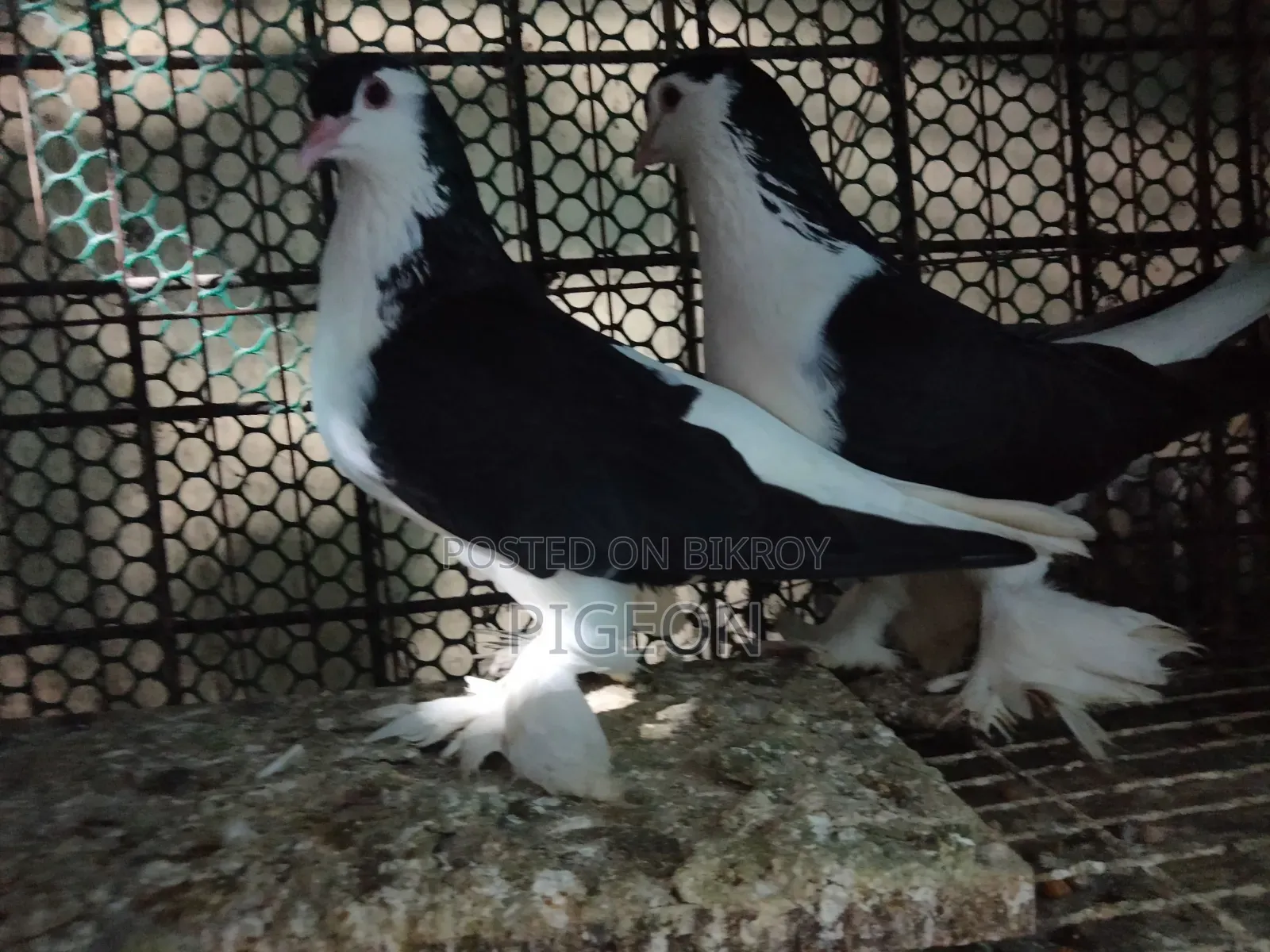 Three pairs of Lahori pigeons for sale