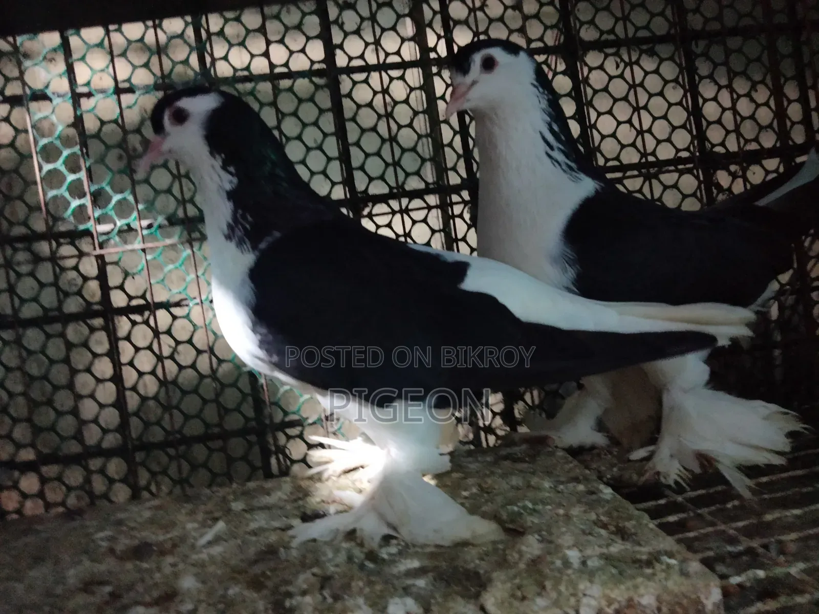 Three pairs of Lahori pigeons for sale