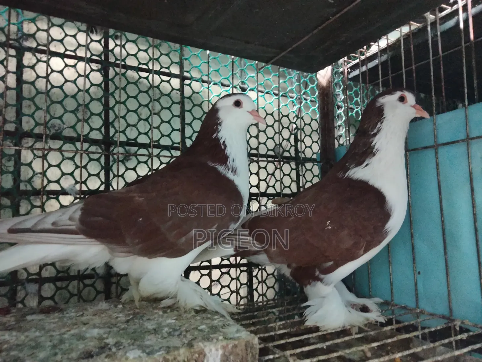 Three pairs of Lahori pigeons for sale