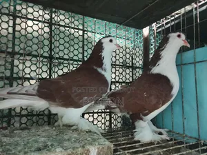 Three pairs of Lahori pigeons for sale