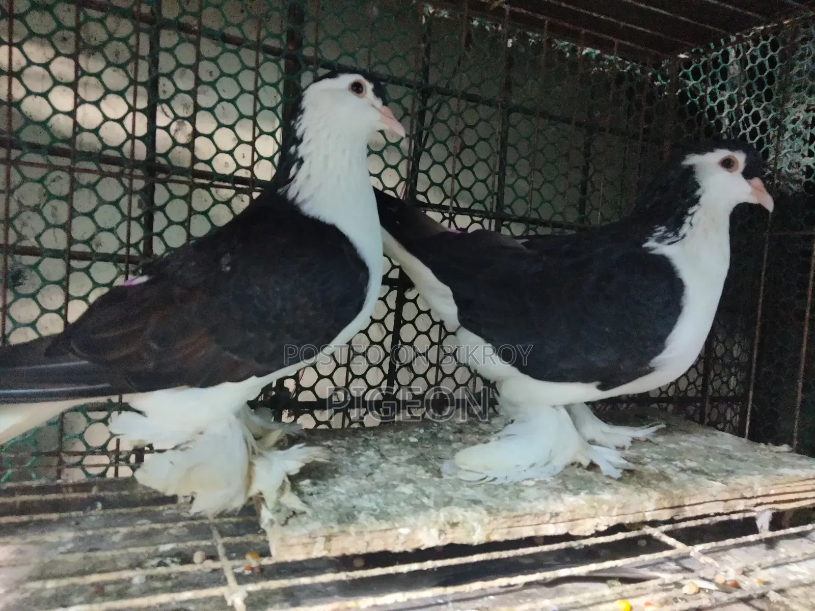 Three pairs of Lahori pigeons for sale