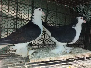 Three pairs of Lahori pigeons for sale