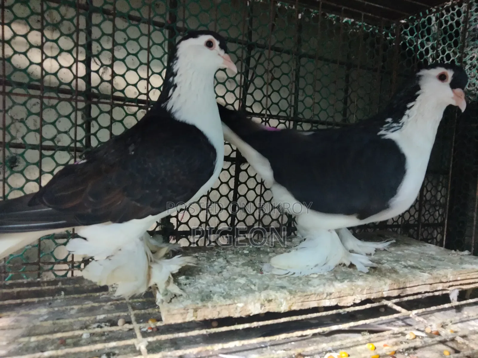 Three pairs of Lahori pigeons for sale