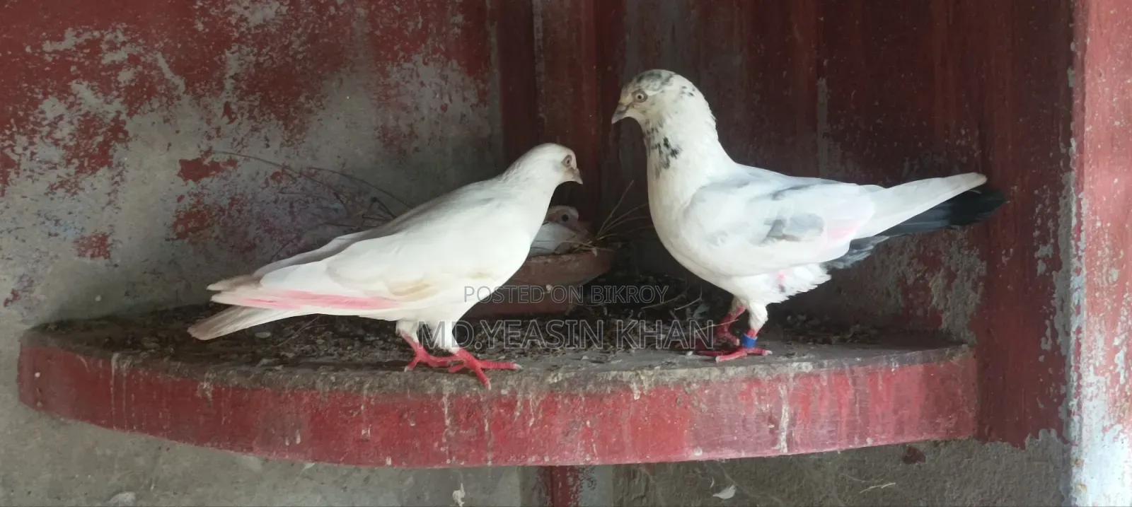 কাল দম কবুতর