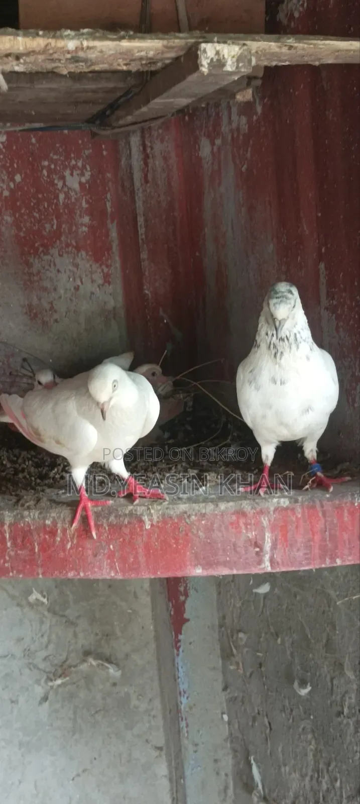 কাল দম কবুতর