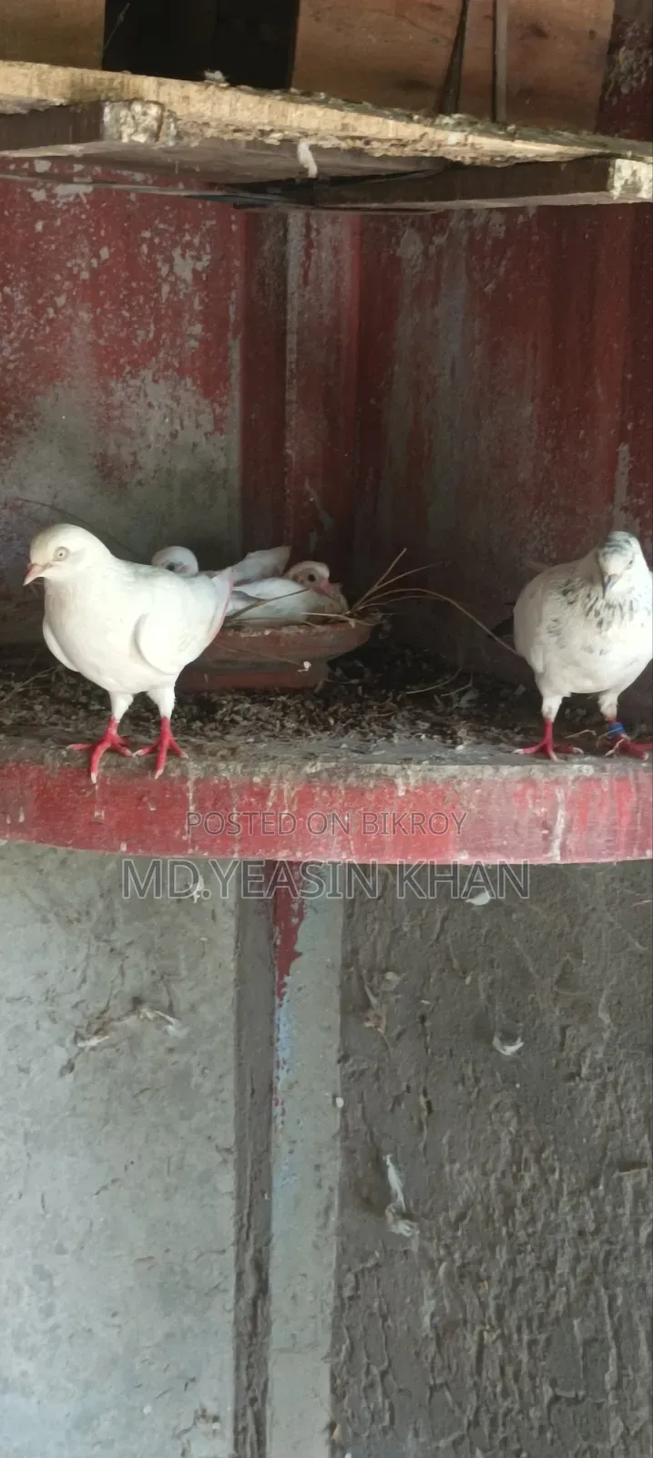 কাল দম কবুতর