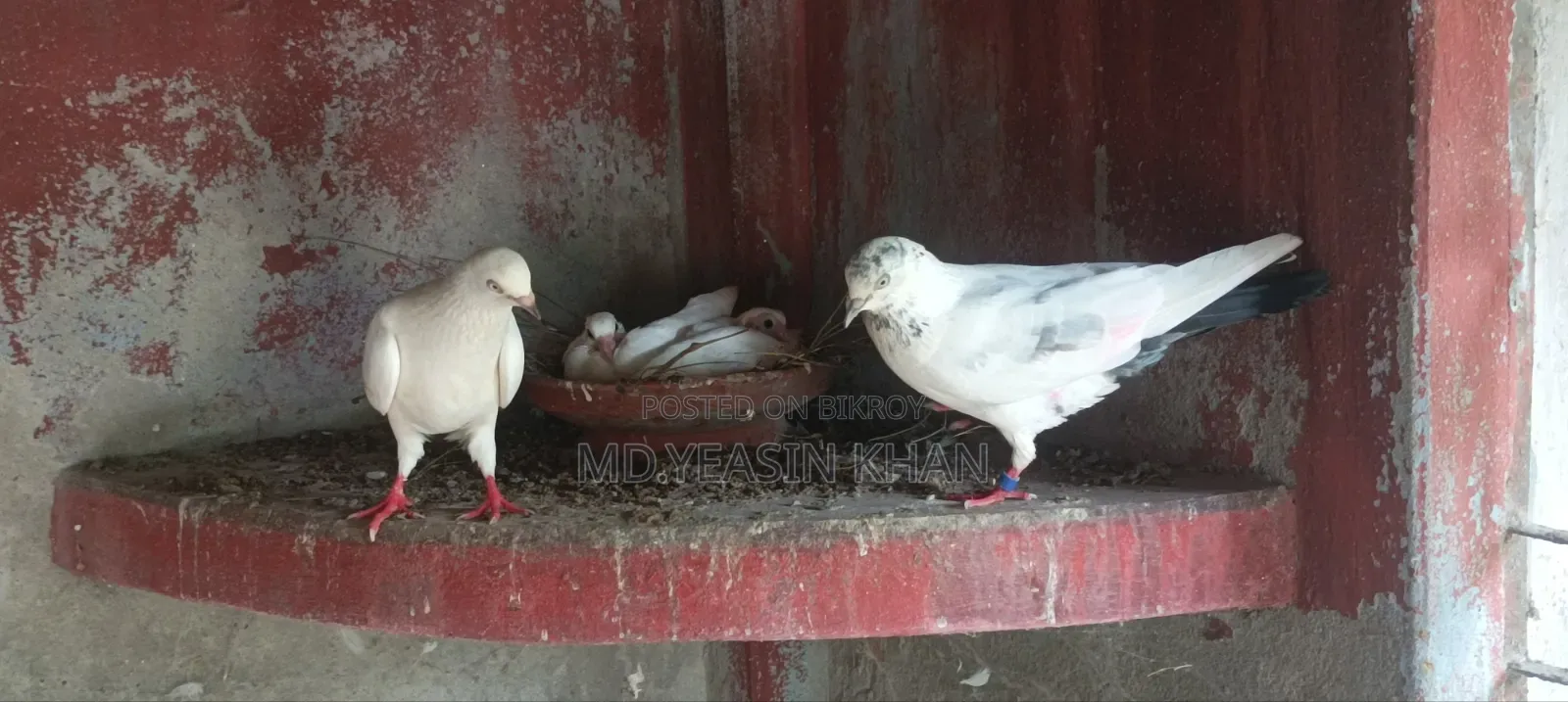 কাল দম কবুতর