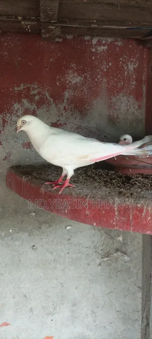 কাল দম কবুতর