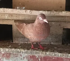 গিরিবাজ কবুতর