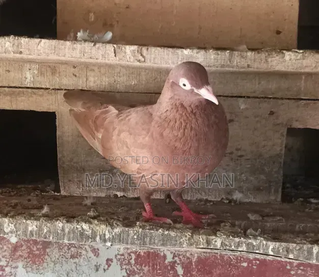 গিরিবাজ কবুতর