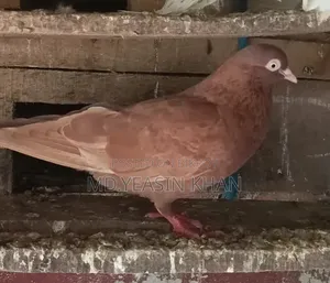 গিরিবাজ কবুতর