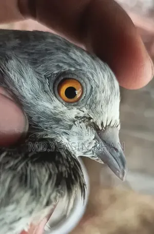 Giribaz Pigeon