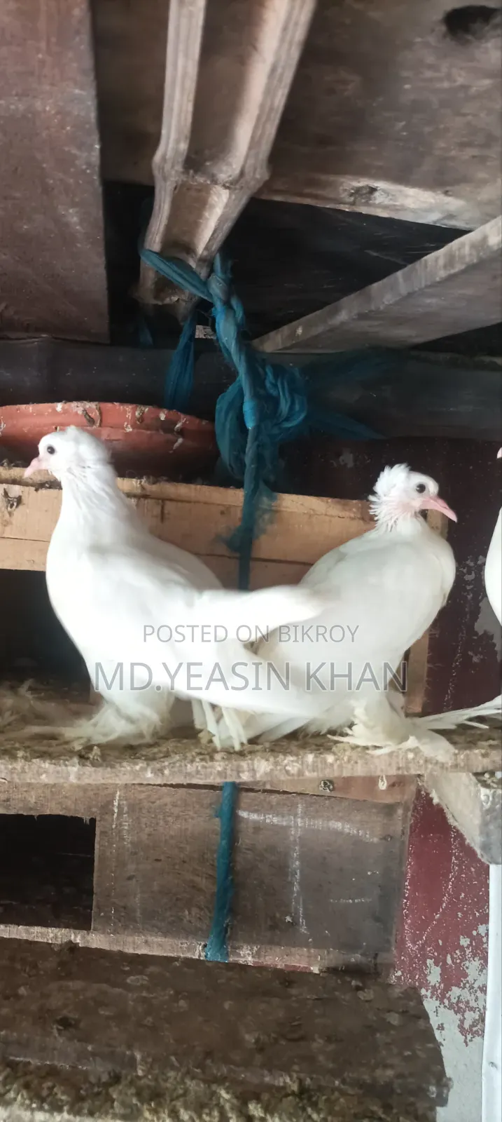 White Pigeons with Feathered Feet