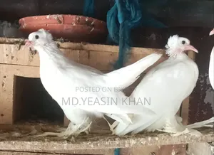 White Pigeons with Feathered Feet
