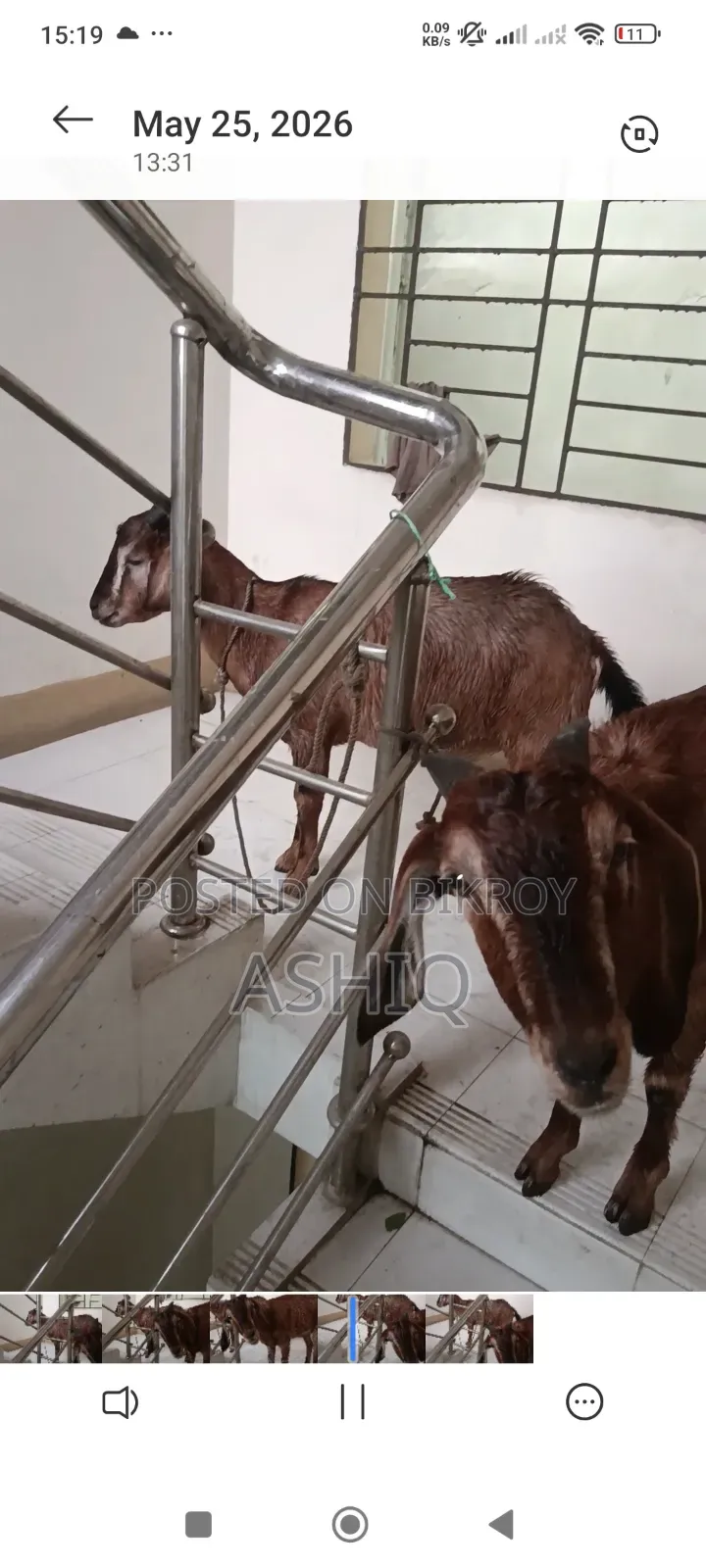 Black Bengal Goat