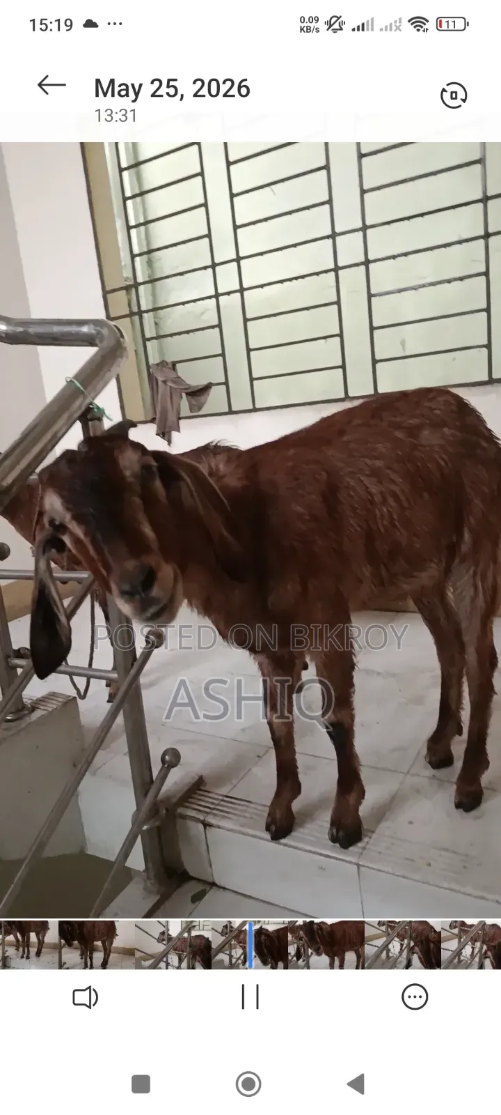 Black Bengal Goat
