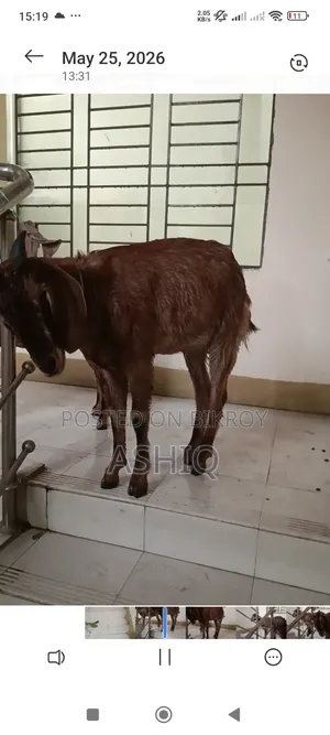 Black Bengal Goat
