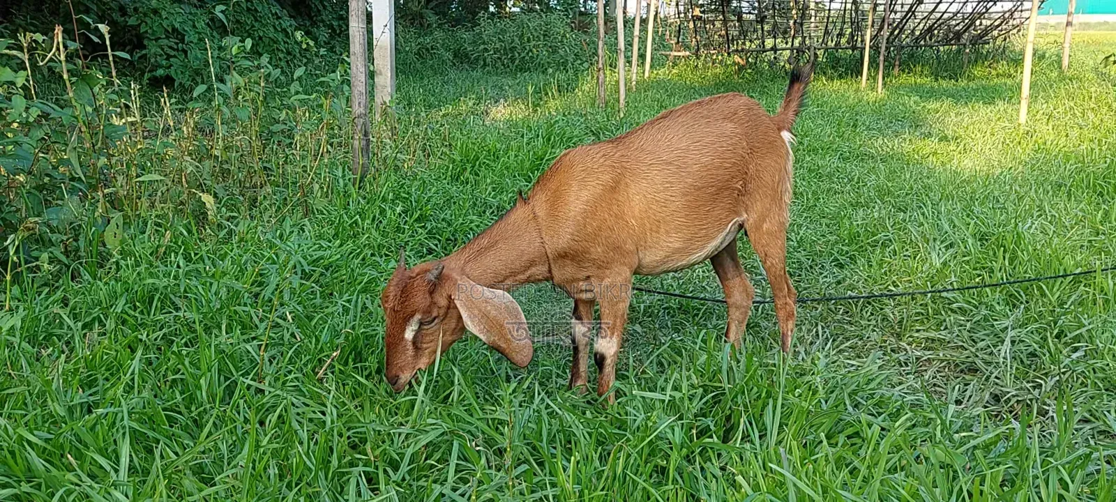 Brown Bengal Goat (16 kg)