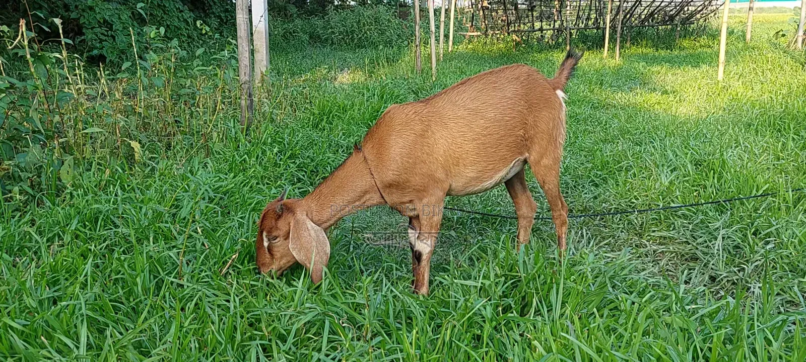 Brown Bengal Goat (16 kg)