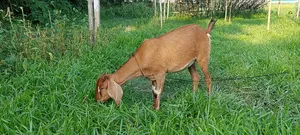Brown Bengal Goat (16 kg)