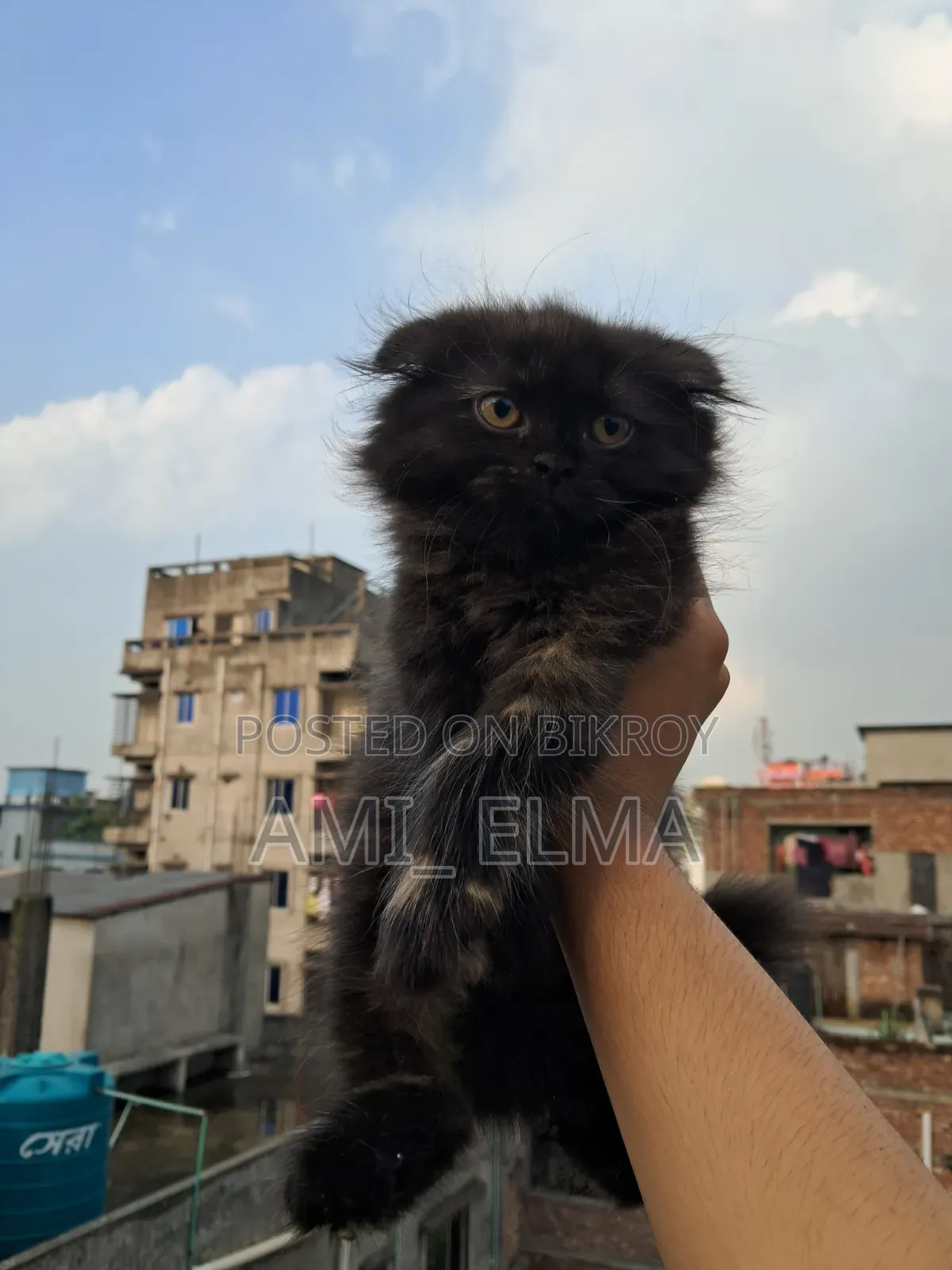 1-3 Months Female Purebred Persian