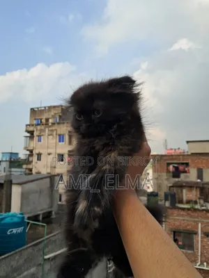 1-3 Months Female Purebred Persian