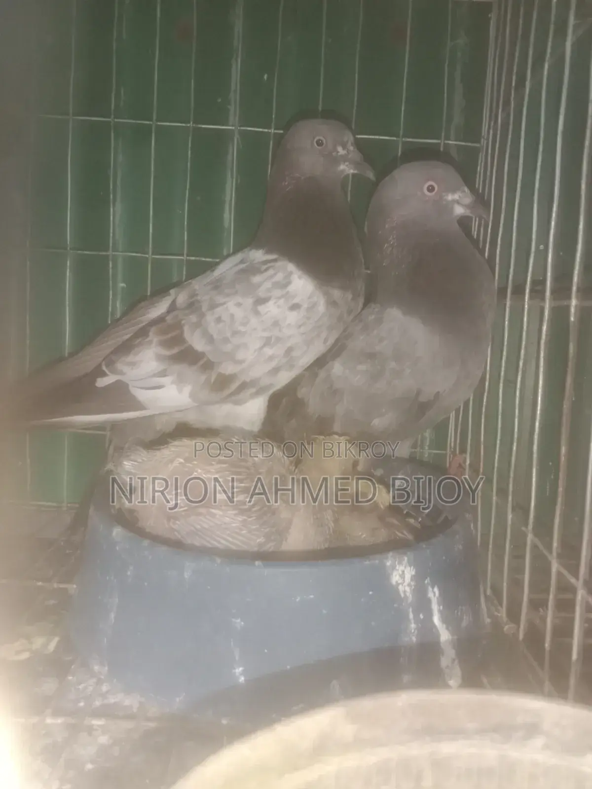 Selling a pair of Bagha with two cubs