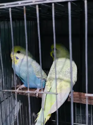 Rainbow Bajrika