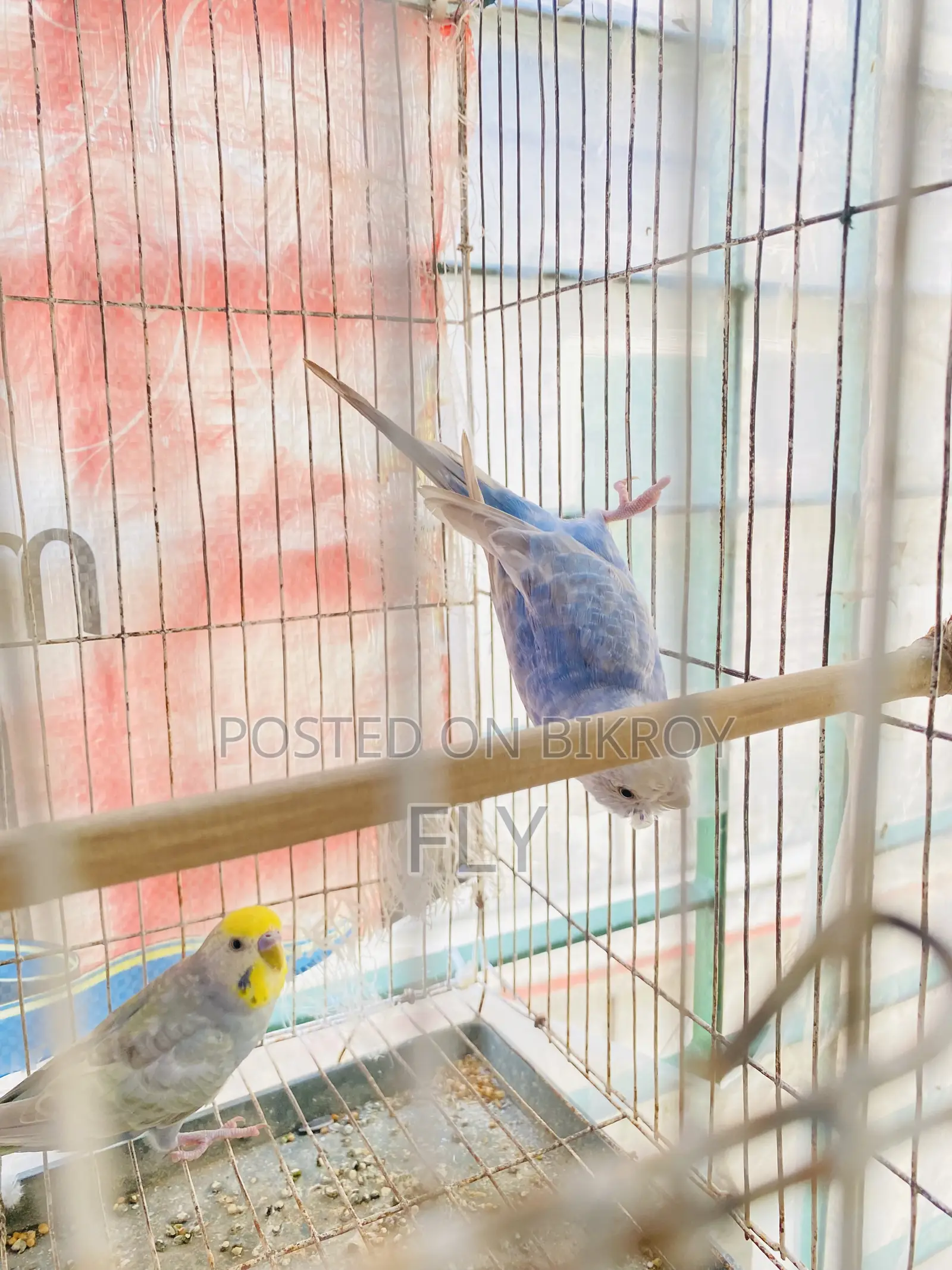 Rainbow Bajrika
