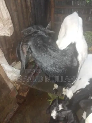 ব্ল্যাক বেঙ্গল মিক্স খাসী ছাগল এক জোড়া