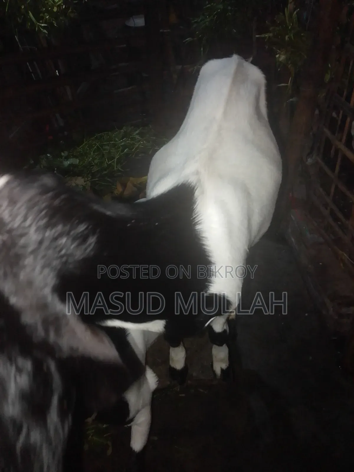 ব্ল্যাক বেঙ্গল মিক্স খাসী ছাগল এক জোড়া