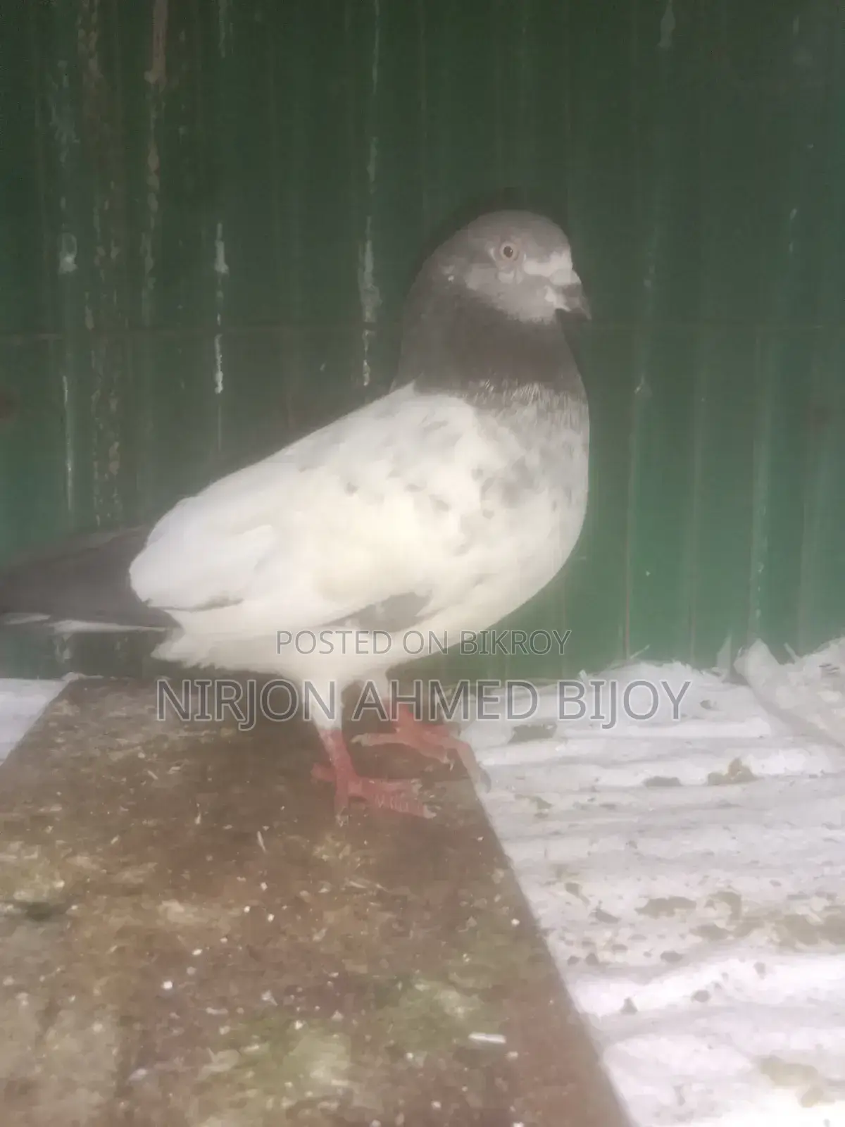 Selling a Male Giribaz Pigeon