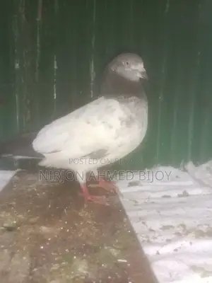 Selling a Male Giribaz Pigeon