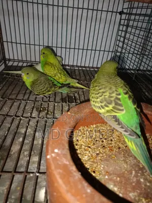 Budgerigar Bird Chicks