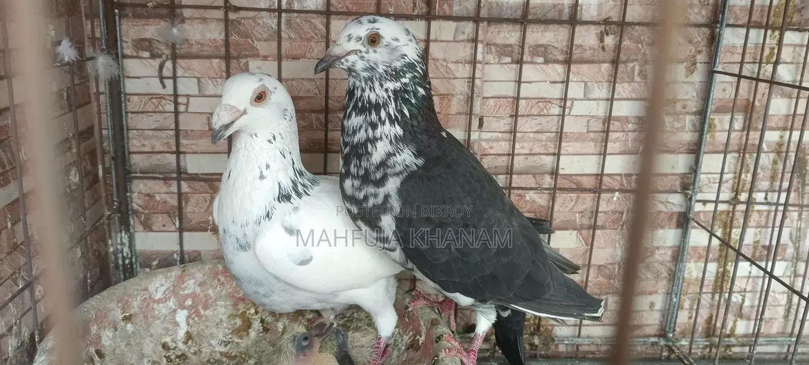 জরুরি ভিত্তিতে বিক্রি