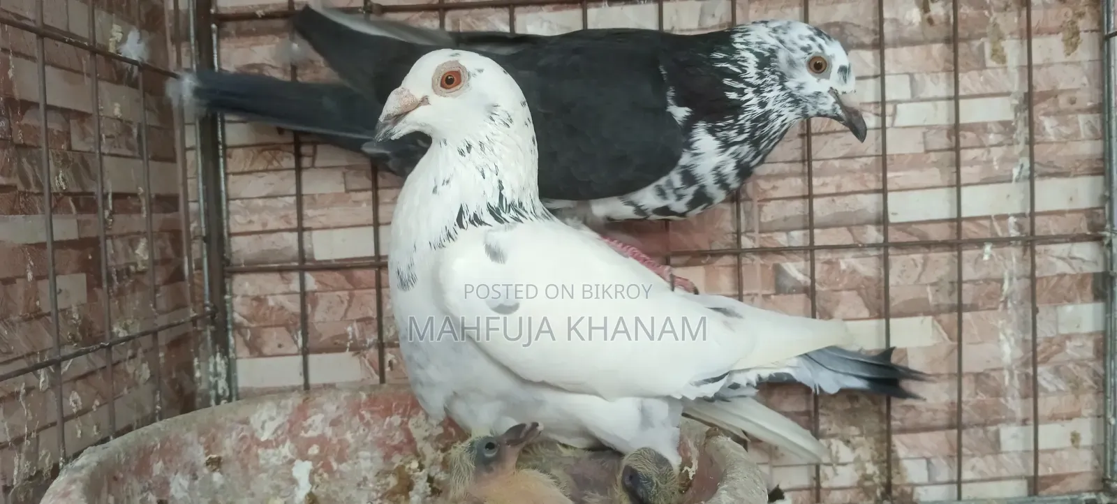 জরুরি ভিত্তিতে বিক্রি