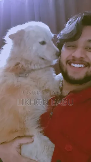 ১+ বছরের পুরুষ মিশ্র জাতের আমেরিকান ওয়াটার স্প্যানিয়েল