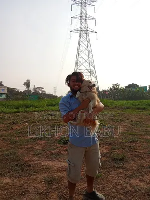 ১+ বছরের পুরুষ মিশ্র জাতের আমেরিকান ওয়াটার স্প্যানিয়েল