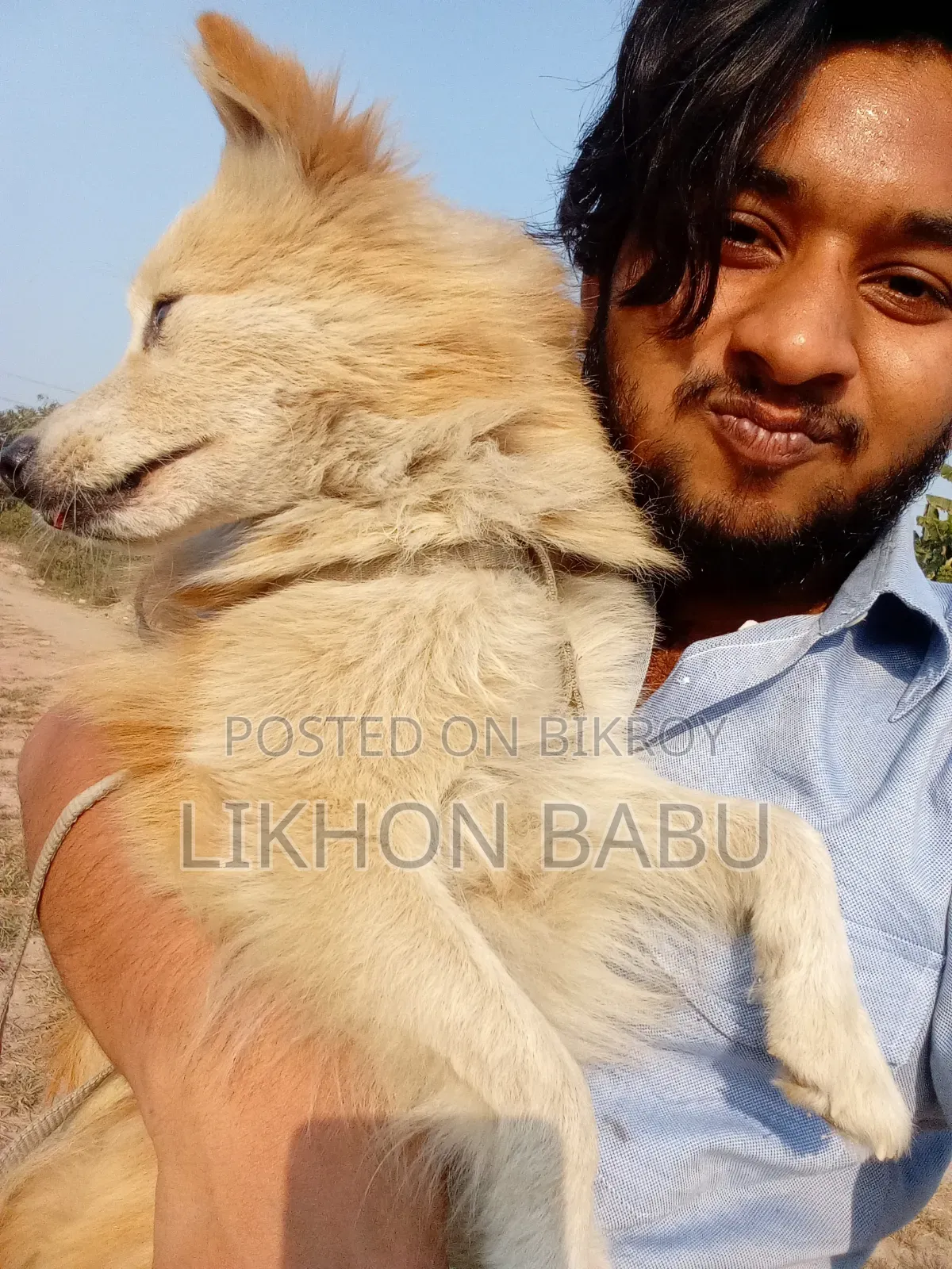 ১+ বছরের পুরুষ মিশ্র জাতের আমেরিকান ওয়াটার স্প্যানিয়েল