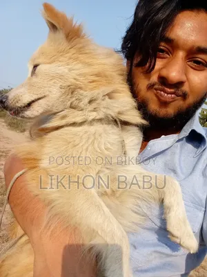 ১+ বছরের পুরুষ মিশ্র জাতের আমেরিকান ওয়াটার স্প্যানিয়েল