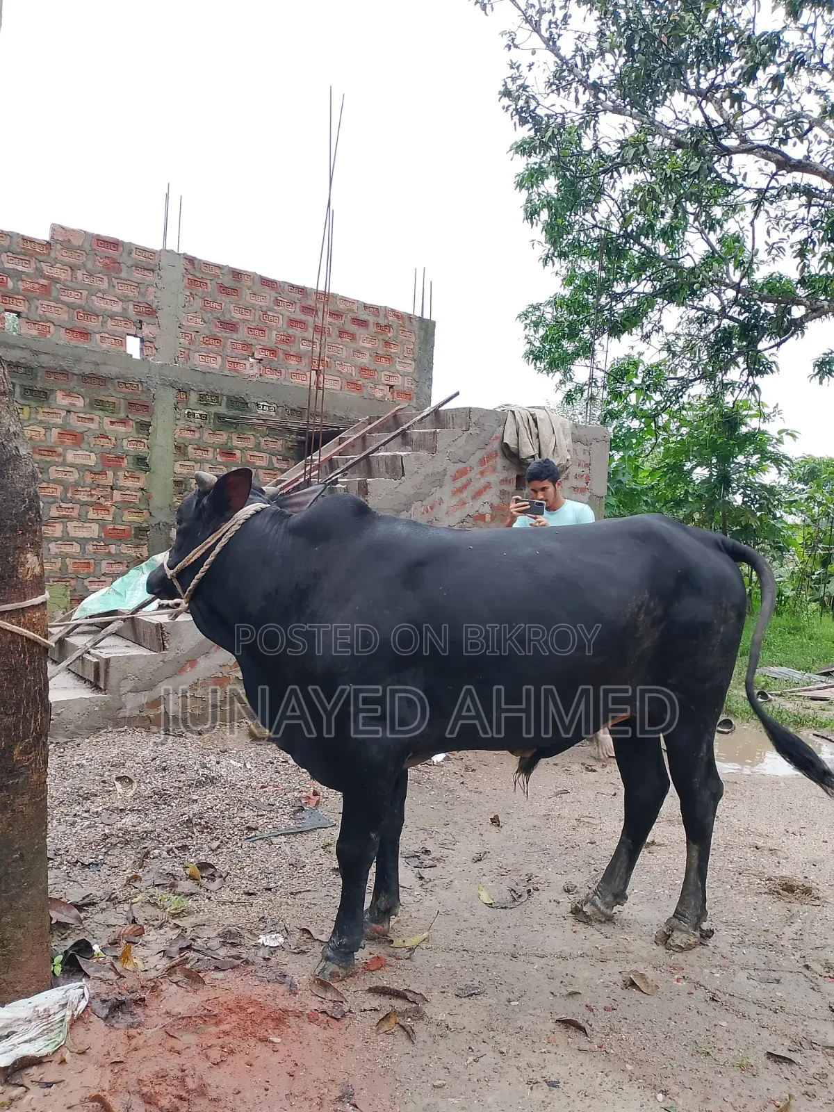 কোরবানির গরু বিক্রি হবে। ঘরোয়াভাবে লালন পালন করা