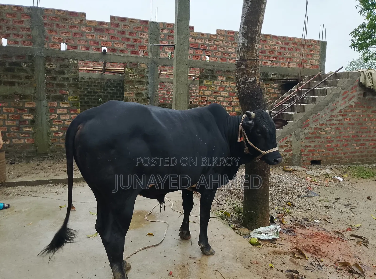 কোরবানির গরু বিক্রি হবে। ঘরোয়াভাবে লালন পালন করা