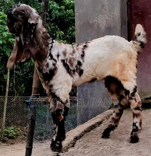 100%বাঘা তোতাপু‌রি ৩ মা‌সের মে‌য়ে বাচ্চা ছাগল বিক্রয়