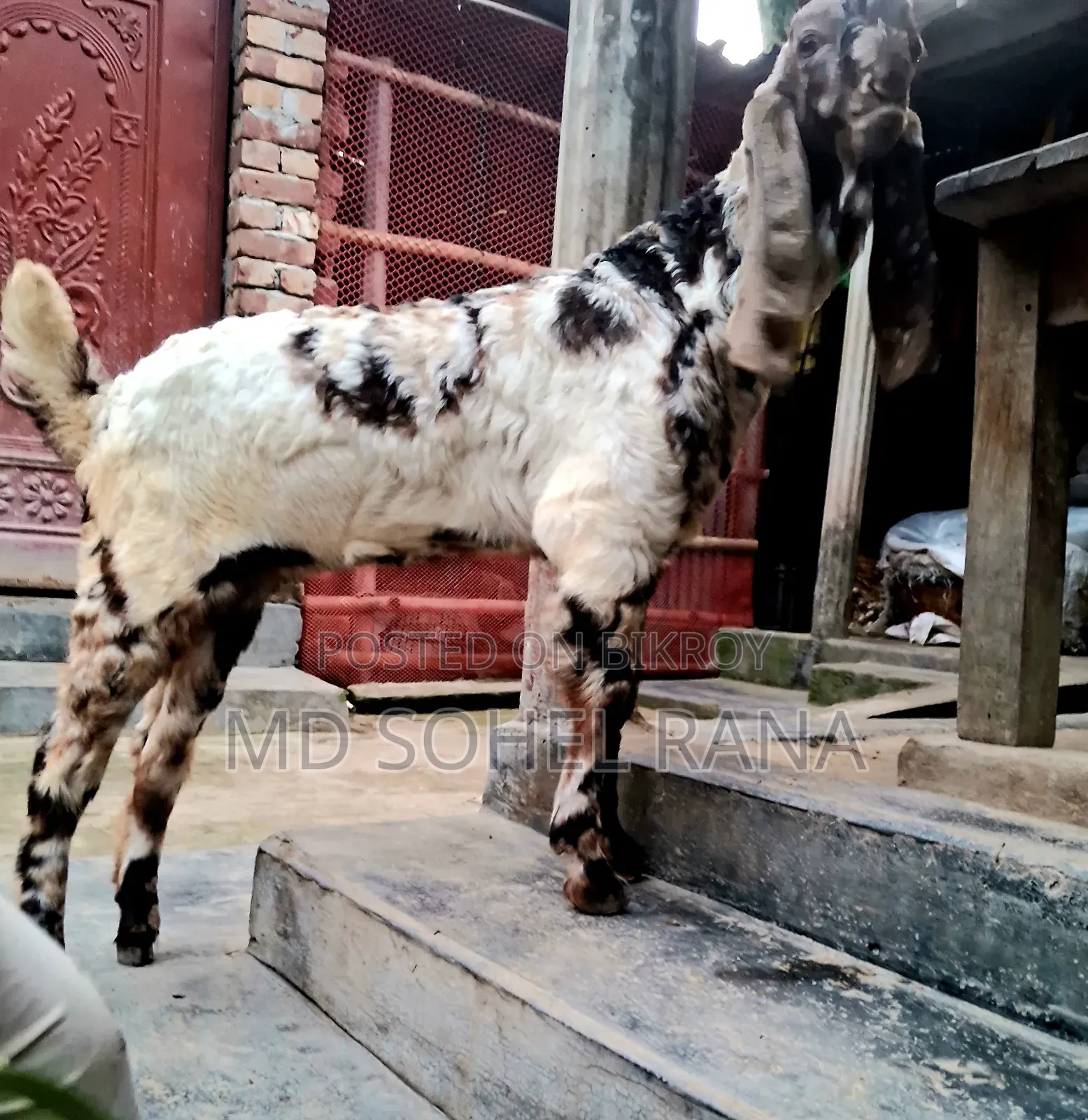 100% Bagha Totapuri 3-Month-Old Female Goat Kid for Sale