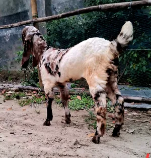 100% Bagha Totapuri 3-Month-Old Female Goat Kid for Sale