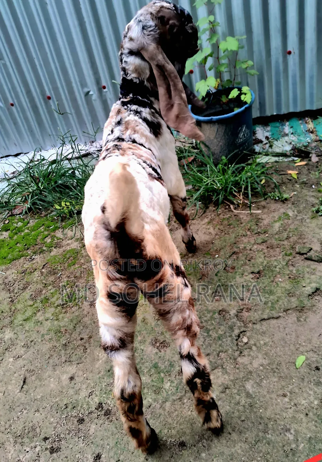 100% Bagha Totapuri 3-Month-Old Female Goat Kid for Sale